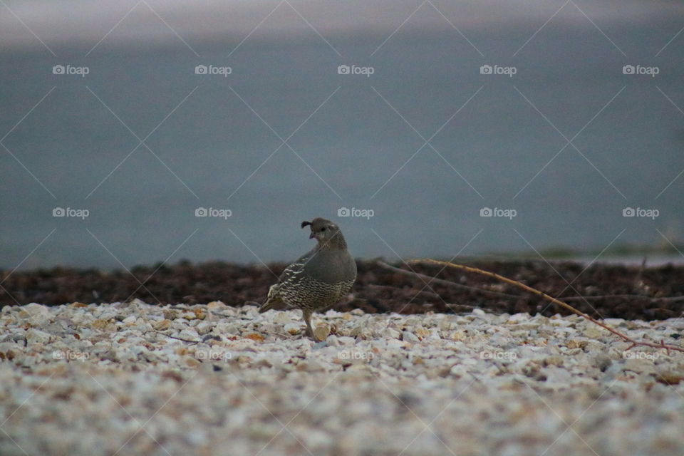 Female quail