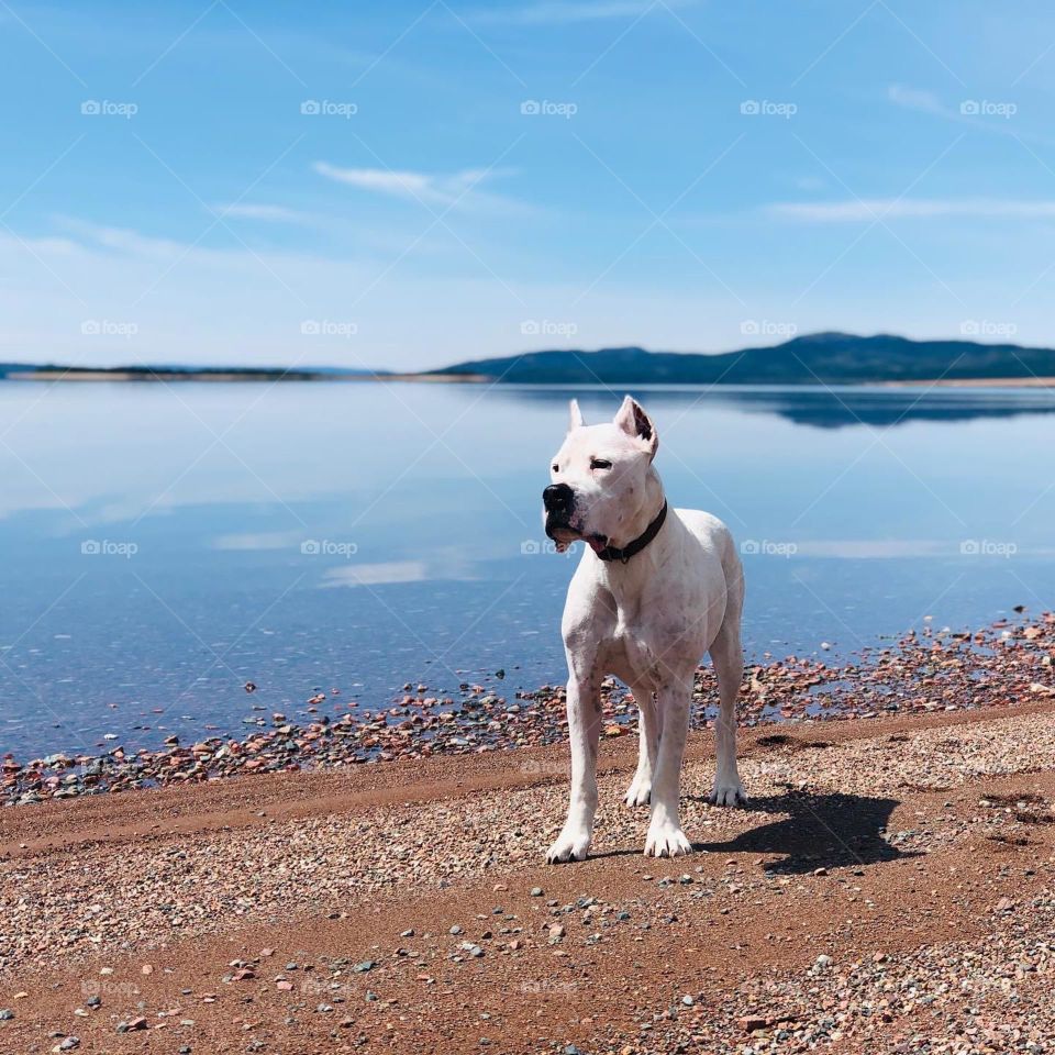 Lucian, the Dogo Argentino, at the beach in Newfoundland. Beautiful dog, beautiful view.