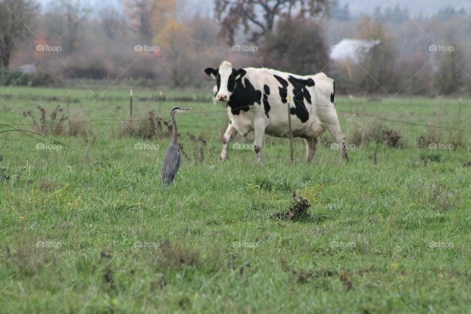 Cow and Blue Heron playing chicken