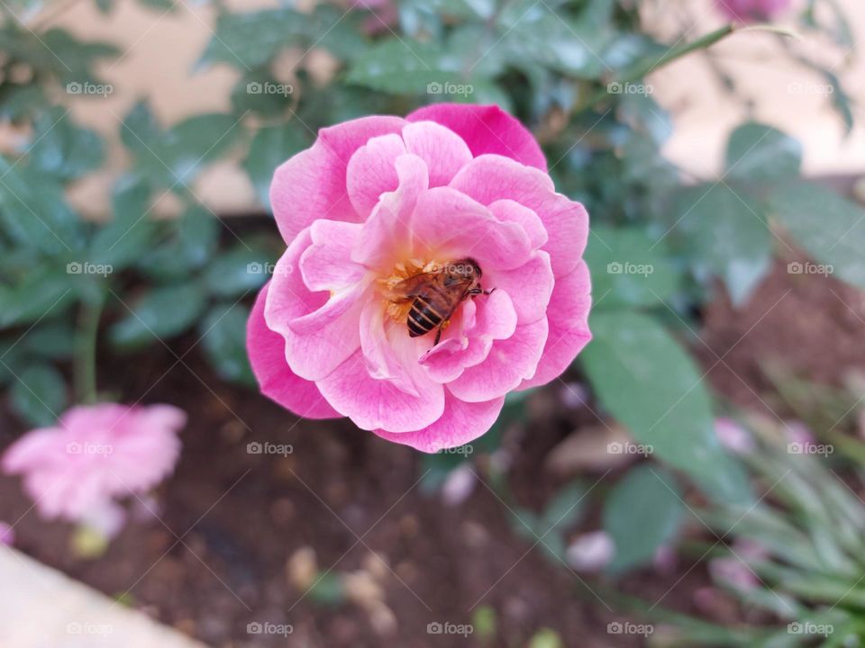 busy bee harvesting the pollens on the pink rose