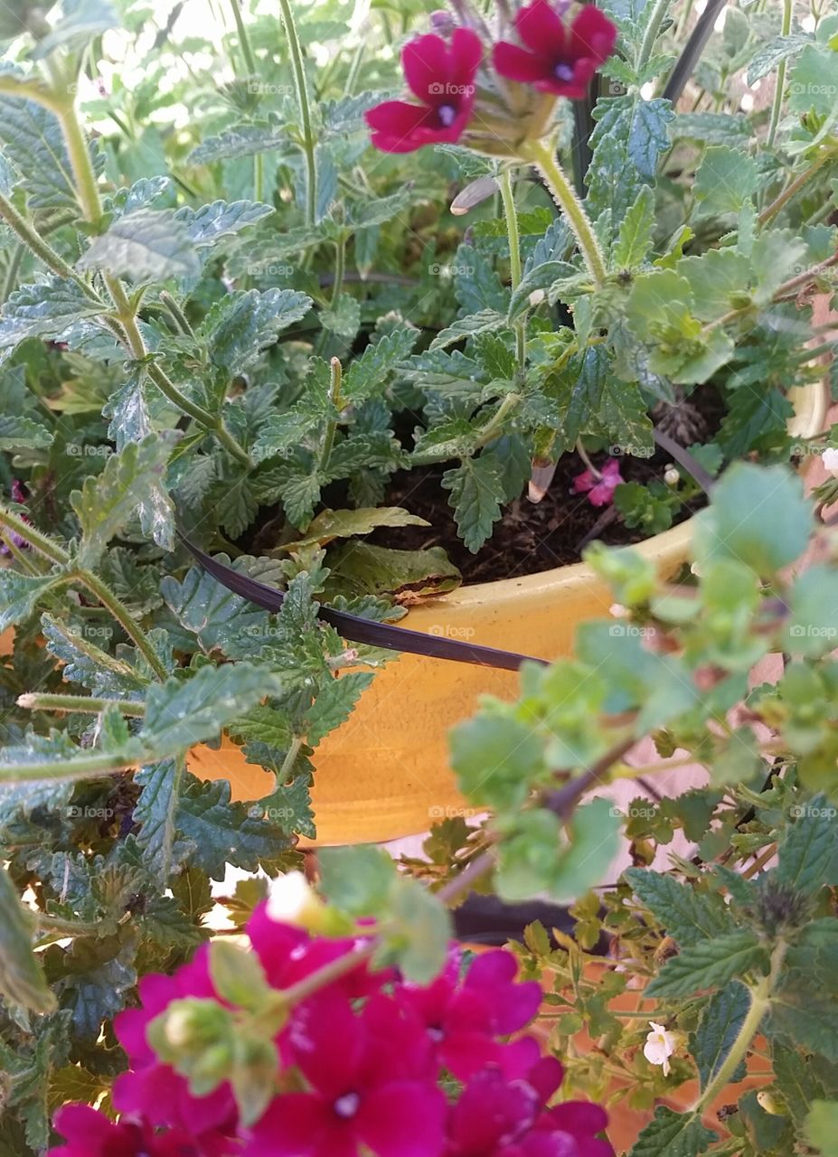 Infrognito. Frog hiding in plant