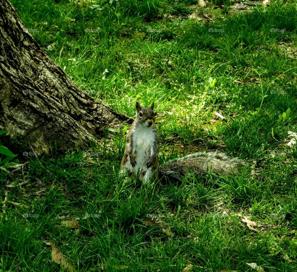 Squirrel on grass