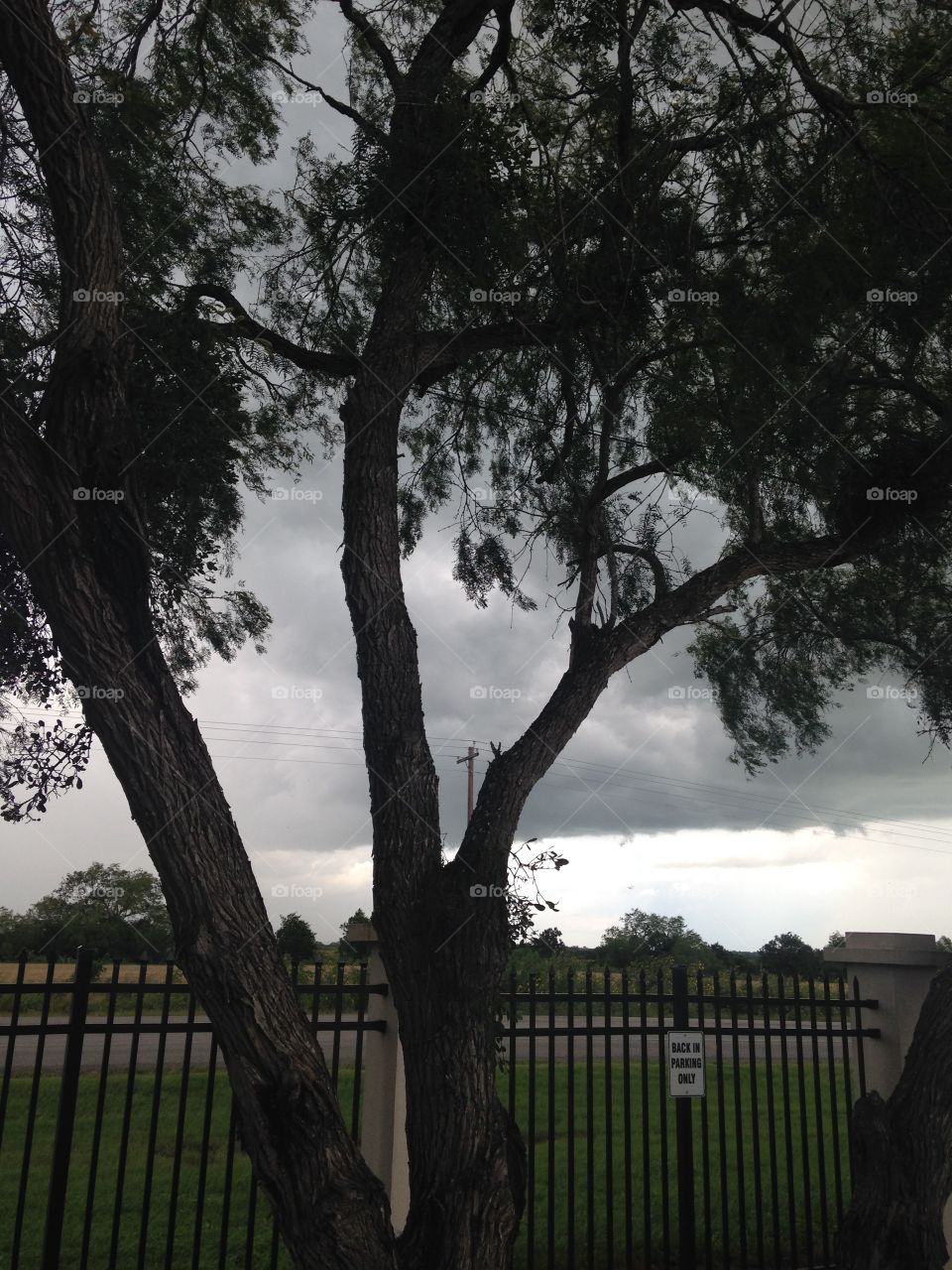 Trees under storm area