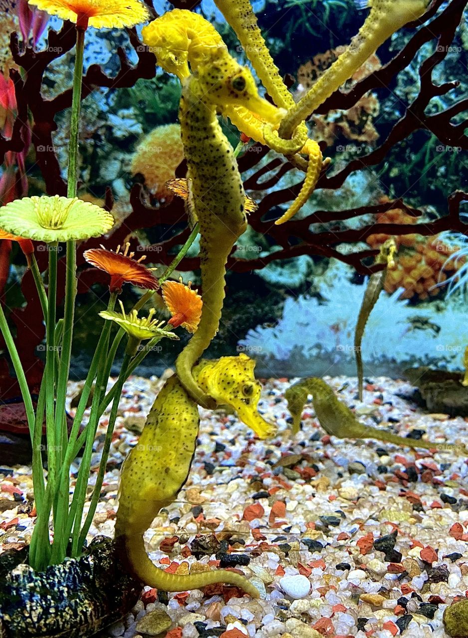 Seahorse