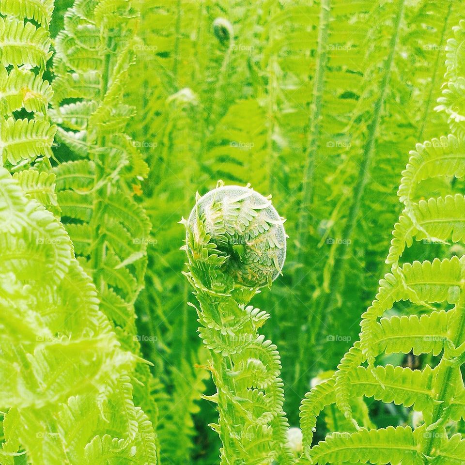 Close-up of fern