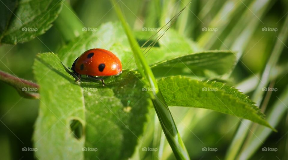 ladybug