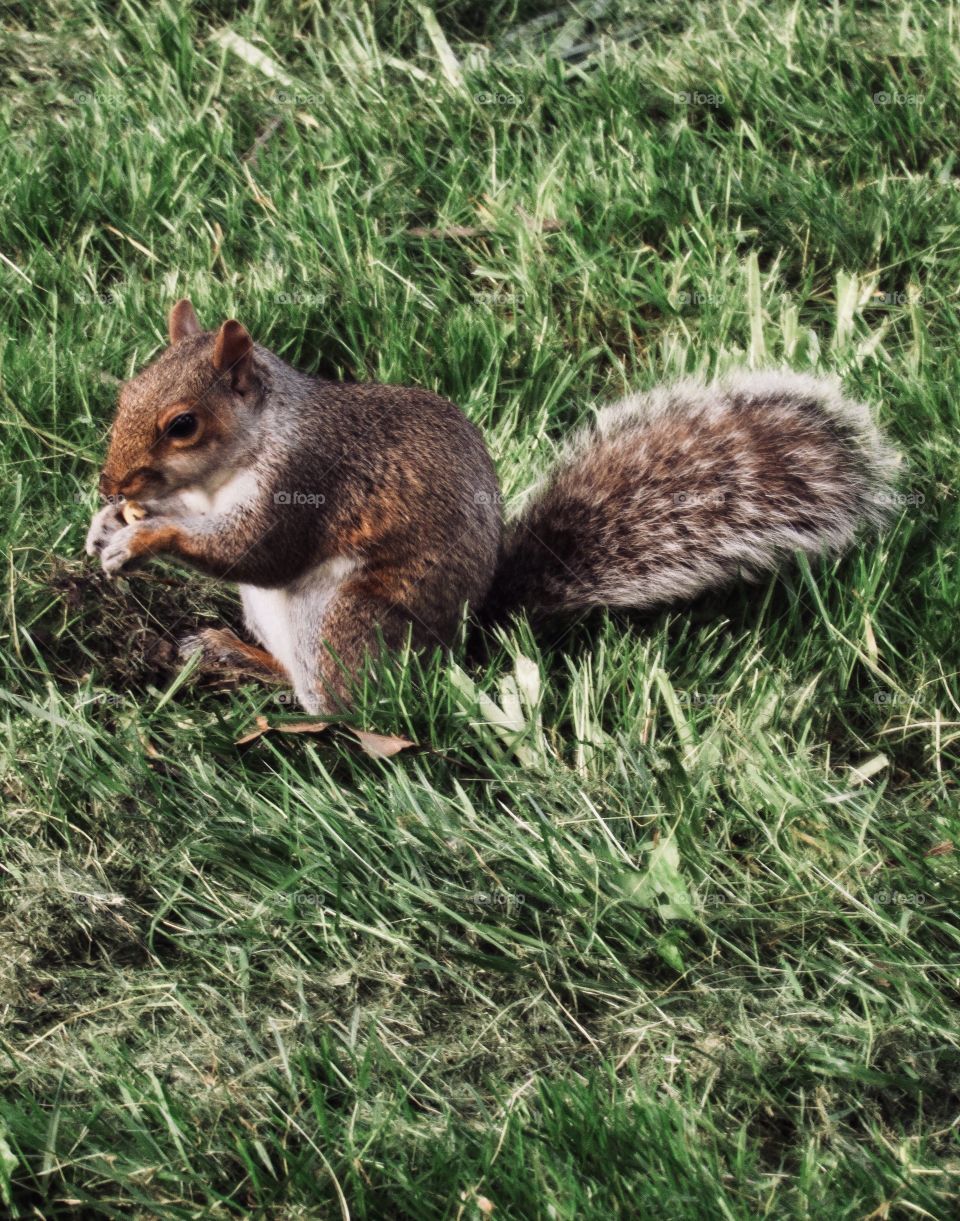 Squirrel, wildlife, New York, Central Park, Manhattan, grass, nature, Animal, 