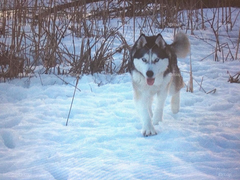 Incredible Husky Dogs