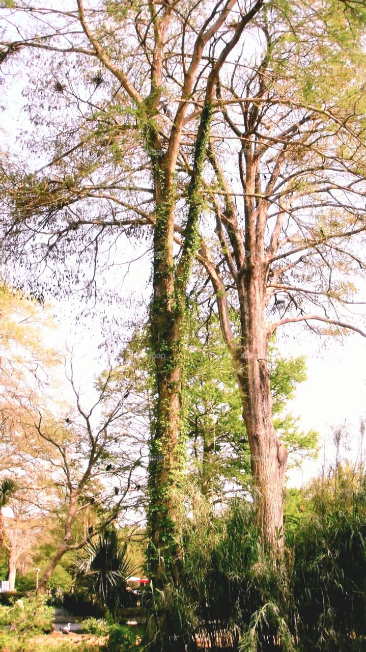 Beautiful tall nature trees with vines growing up the trunks at a pond