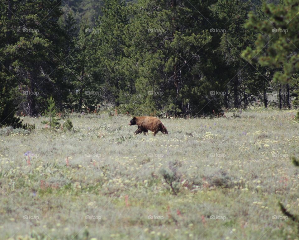 Bear wildlife wild outdoors travel field trees wildflowers