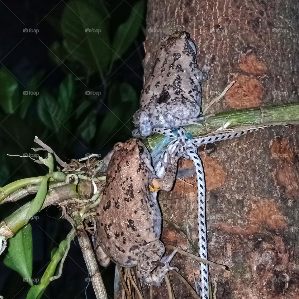 two little speckled frogs