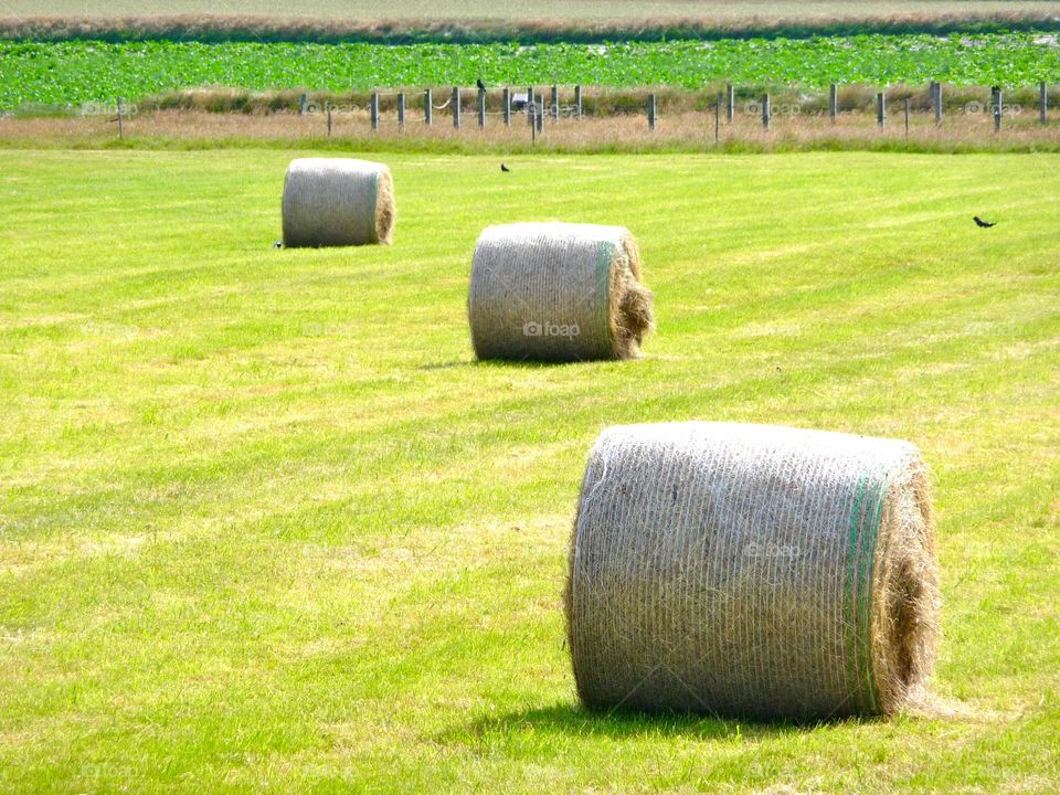Hay bales on grassy landscape