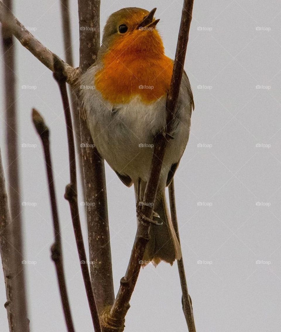 Birds sing after a storm