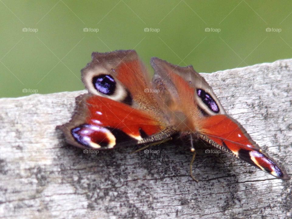 Schmetterling auf ein Gartenzaun