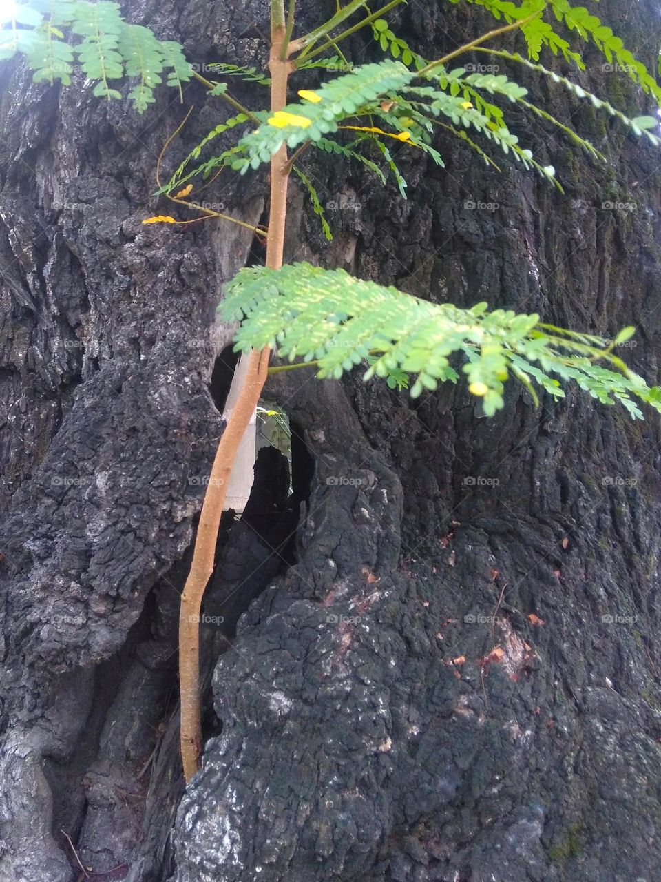 Tree grow on hole of old tree