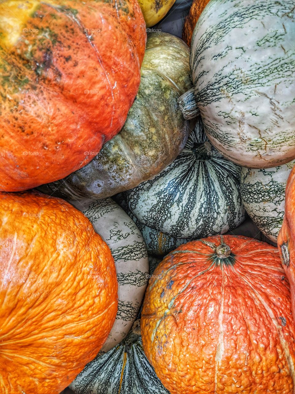 Colorful Pumpkins