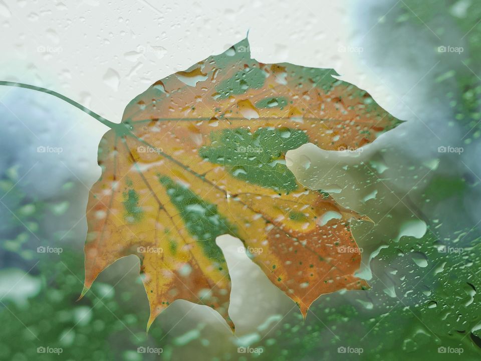 Double exposure wet leaf