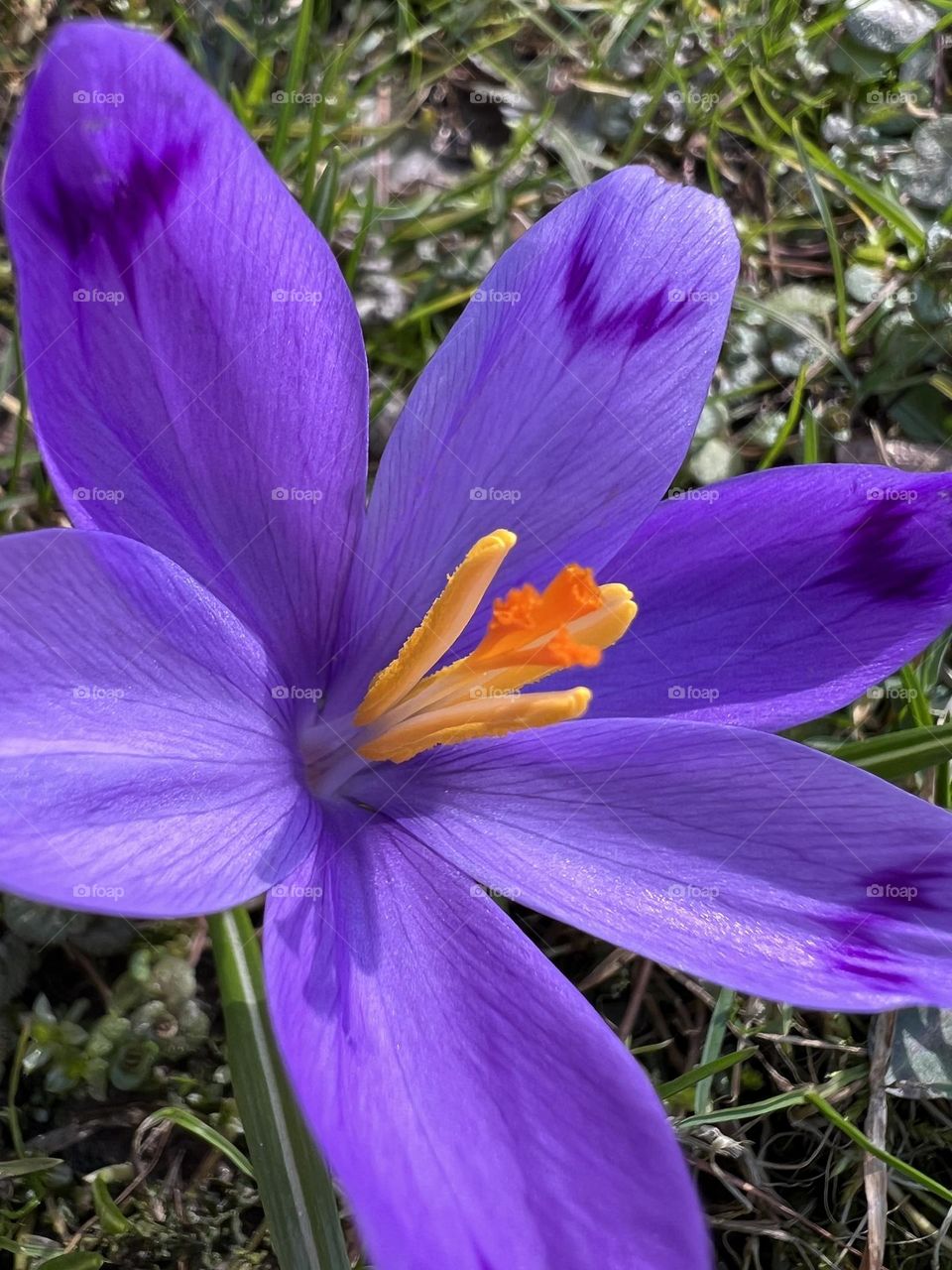 The crocus flower