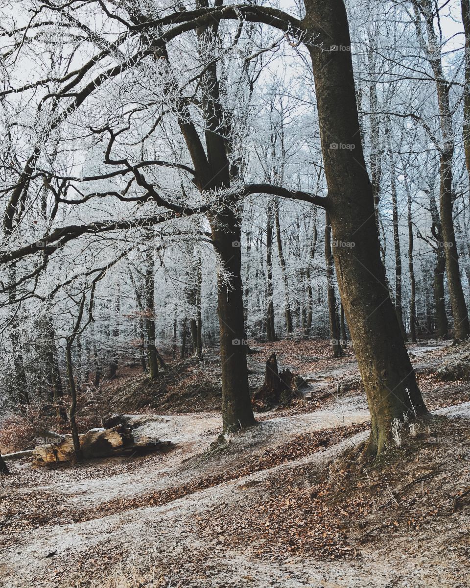 View of forest in winter