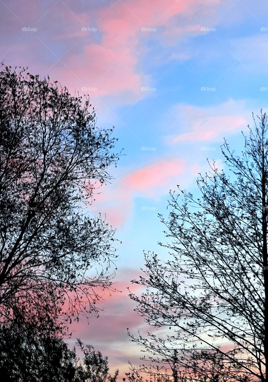 pink clouds and blue sky at sunrise