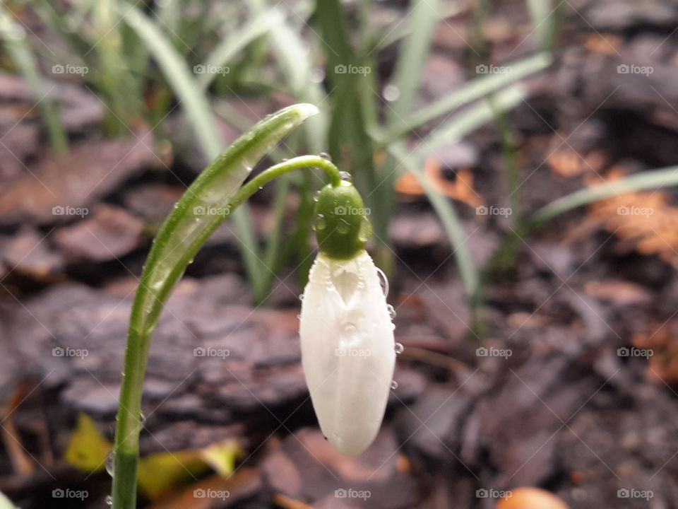 Spring is caming. Snowdrops in the raindrops. Zielona Górs, Poland.
