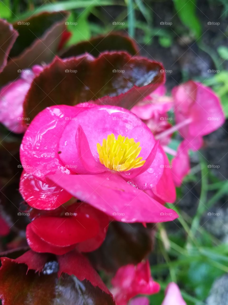 Begonia