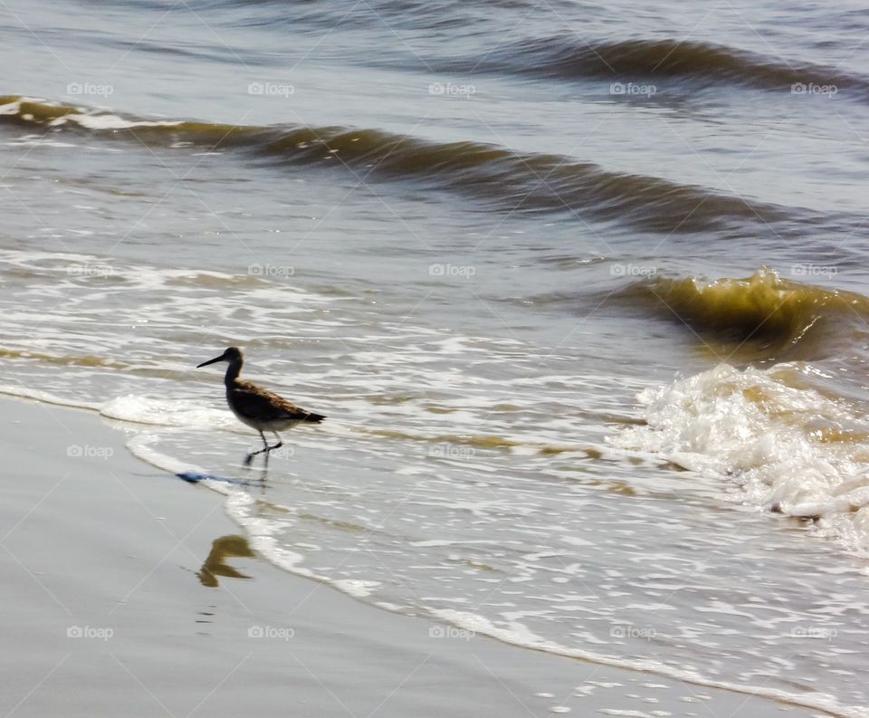 Sandpiper