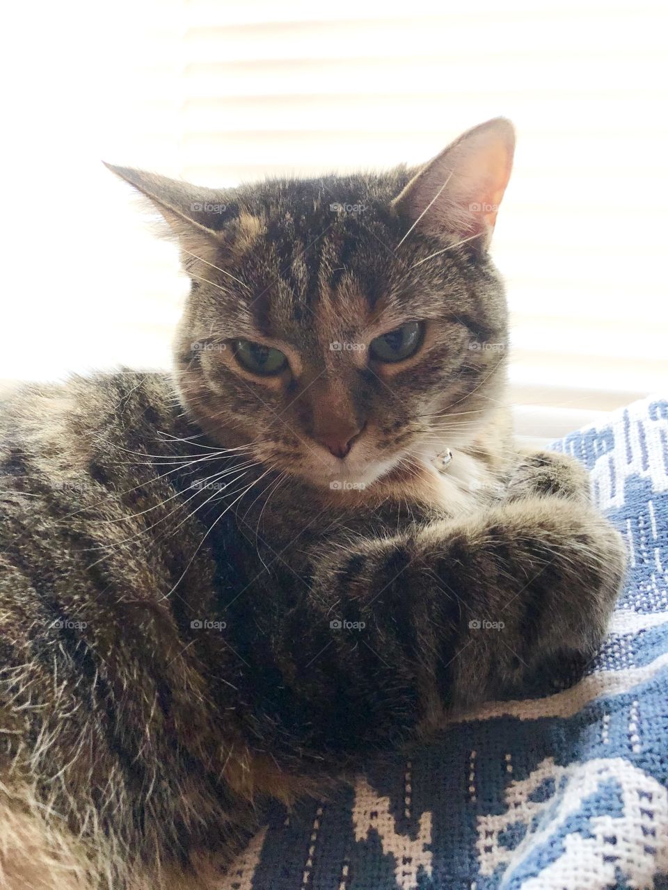 Half asleep tabby cat in her sunny spot