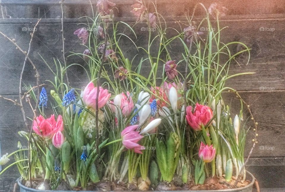 Flower, Nature, Tulip, Flora, Garden