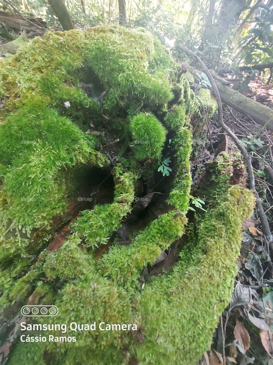 A natureza está constantemente a misturar-se com a arte