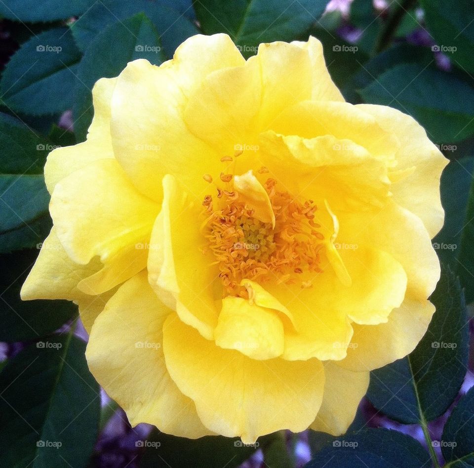 Yellow Rose