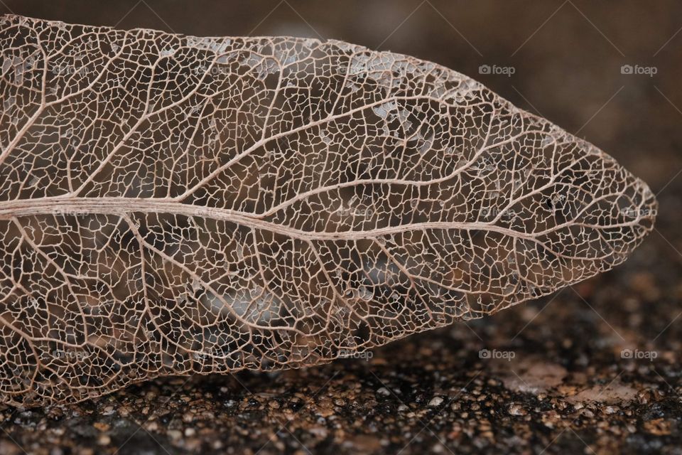 Leaf vein. Outdoor photography 