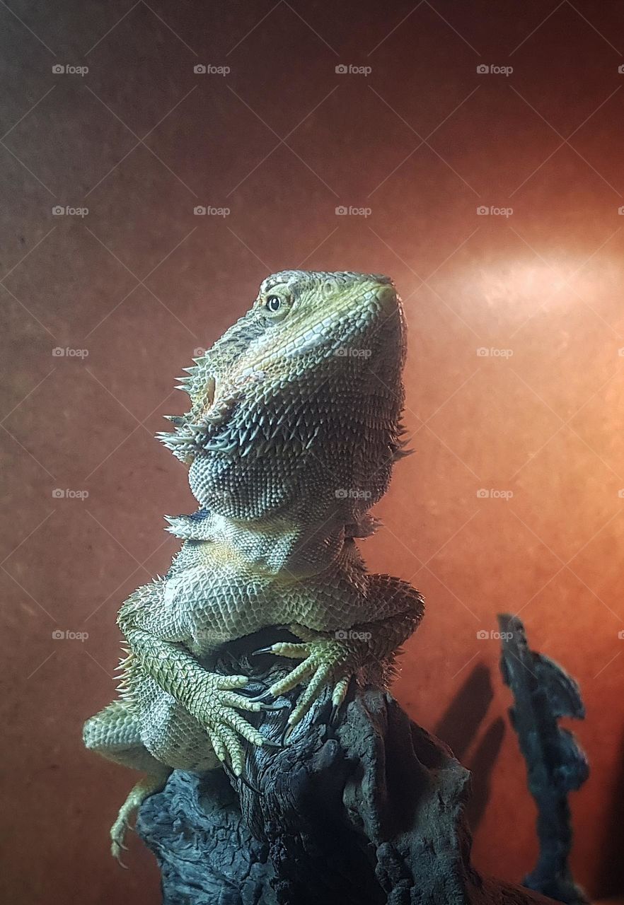 juvenile bearded dragon. basking under a light.