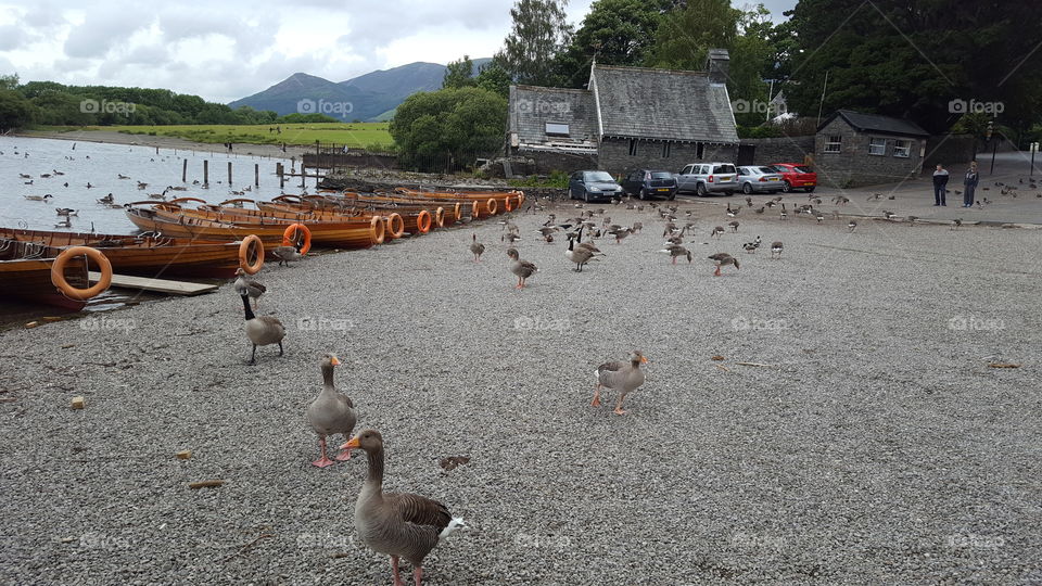 Ducks at Derwent Water, The Lake District, UK
