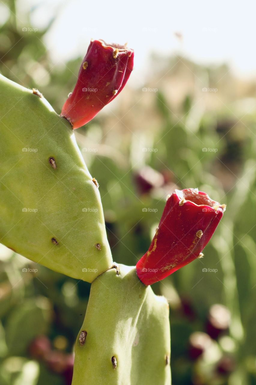 Red cactus fruits. Complementary colors 