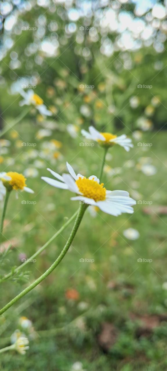 flowers, greenery and wonderful day