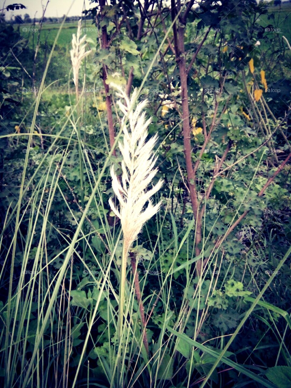 flower,white flower,A great photo,a photo for everyone,a memorable photo,a no.  photo,a photo to cherish,a beautiful photo,a great photo for the best people,an evergreen photo,a photo to remember for years,the best result of great photograph
