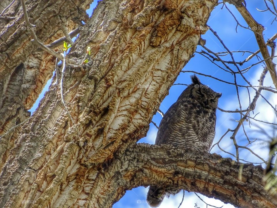 OWL. owl I spotted in tree watching over her babies