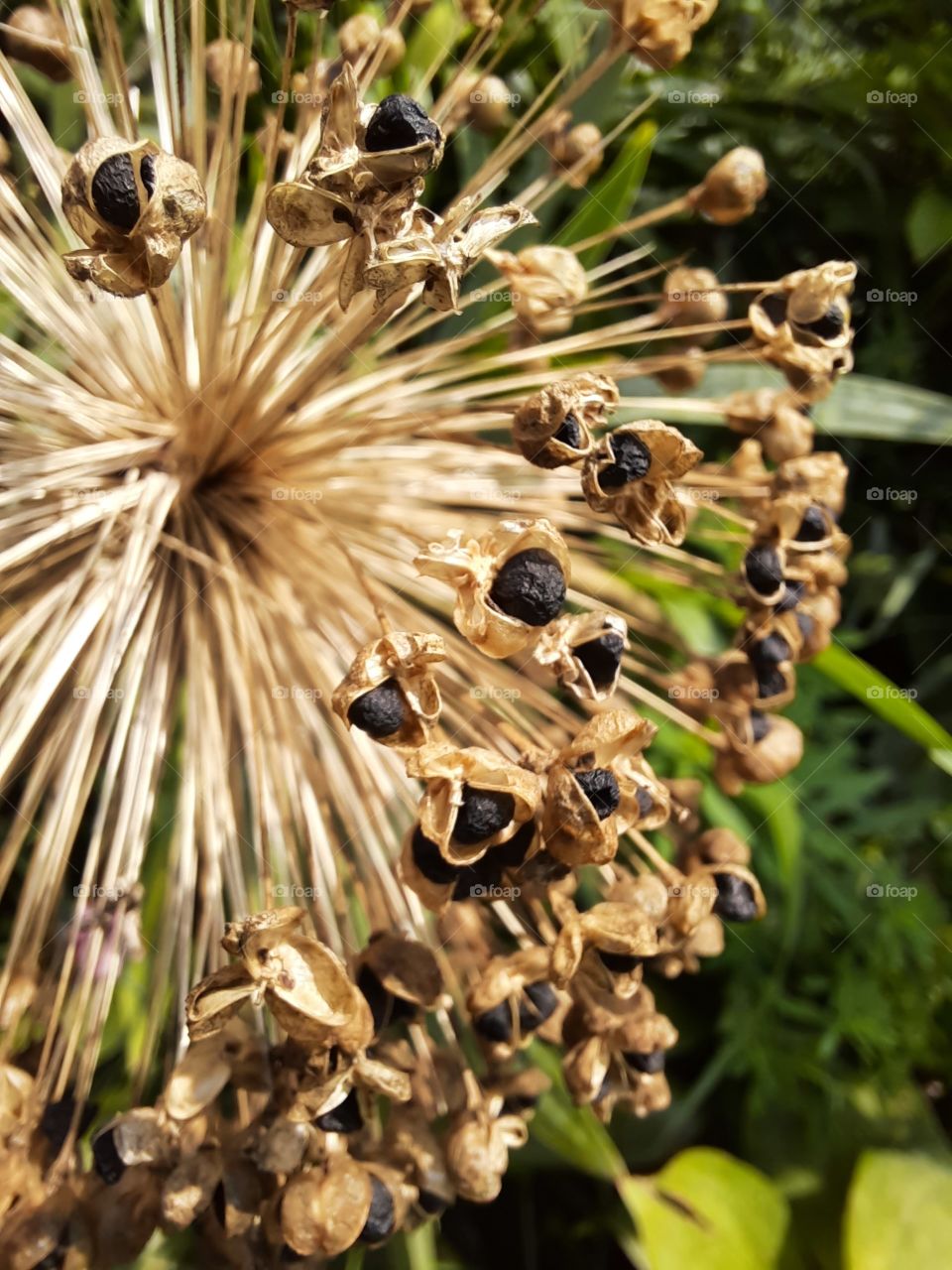 dried seeds of alium giganteum