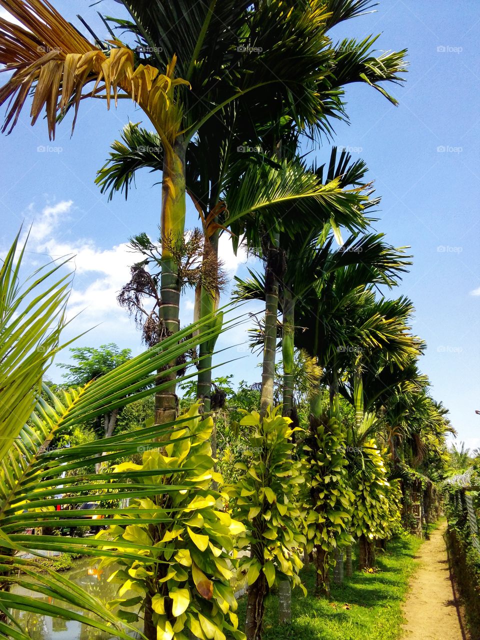 Summer in palm Garden