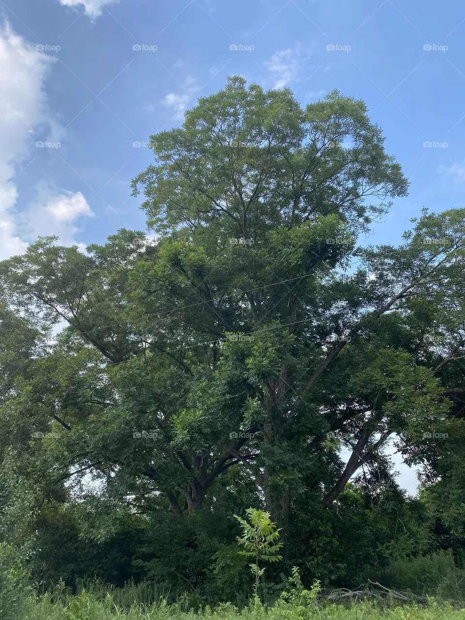 Big Pecan trees 