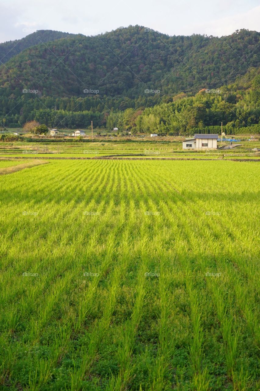 Japanese Field