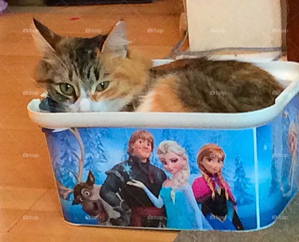 Frozen cat