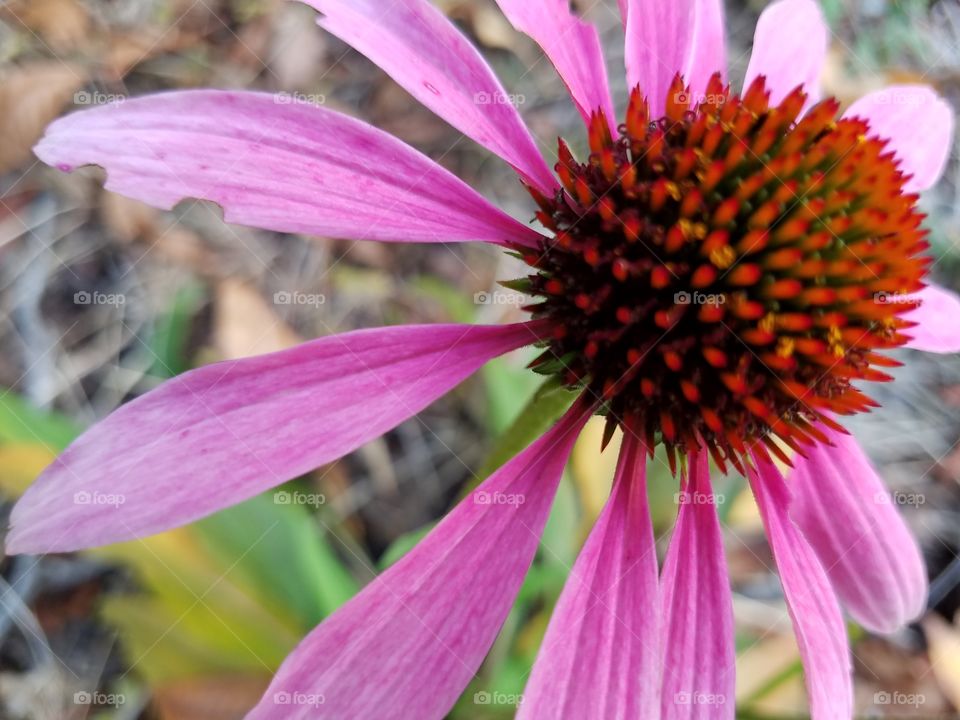 Macro Cone Flower