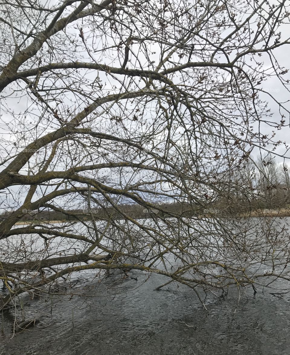 Tree In Lake 
