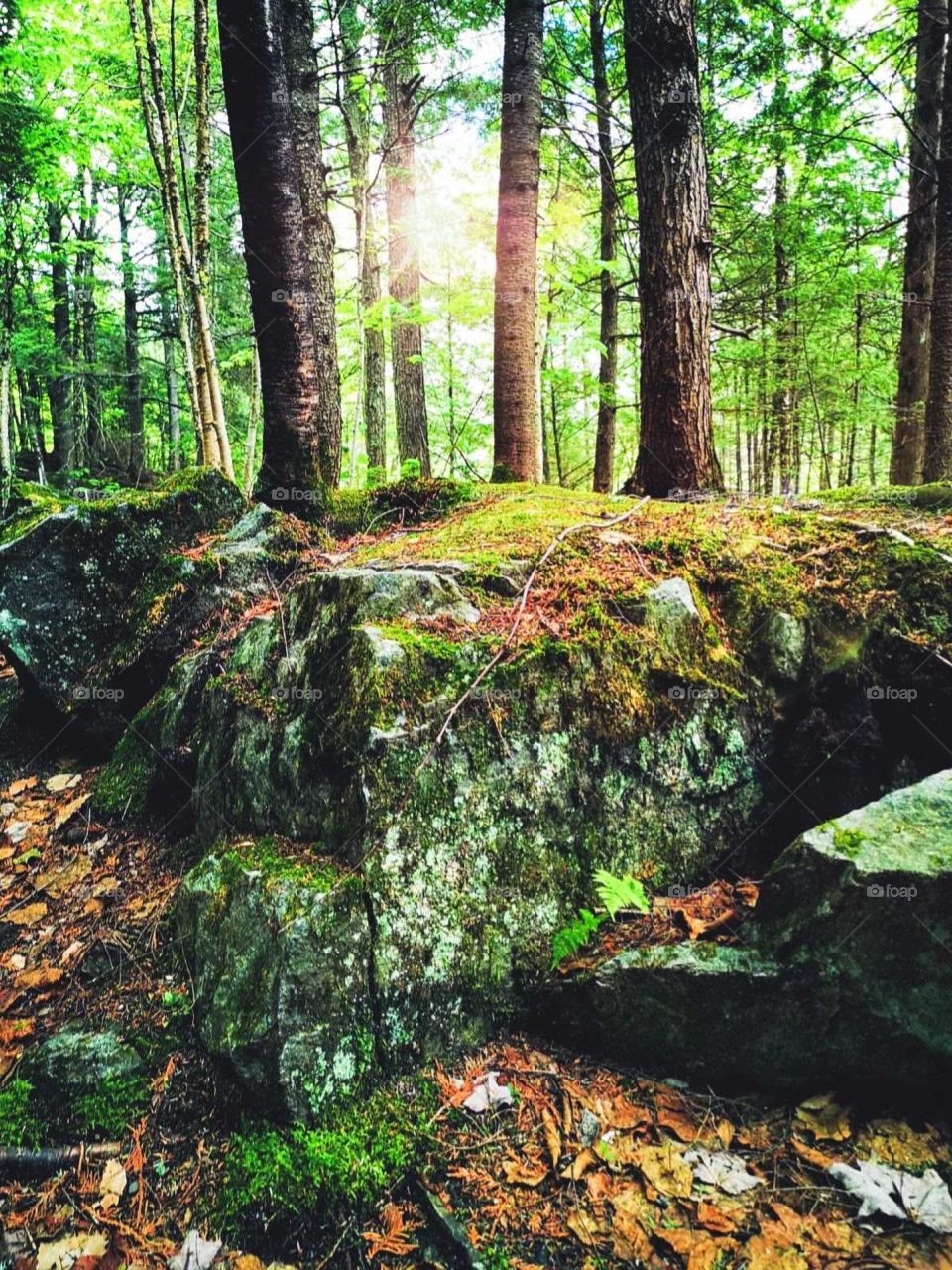a morning walk in the woods