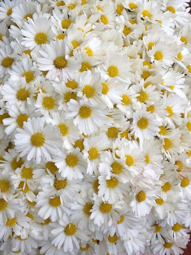 Daisies