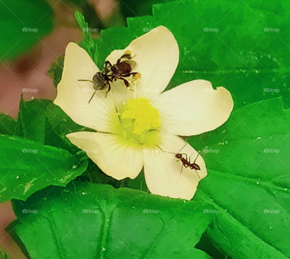bee,ant, flower,leaf