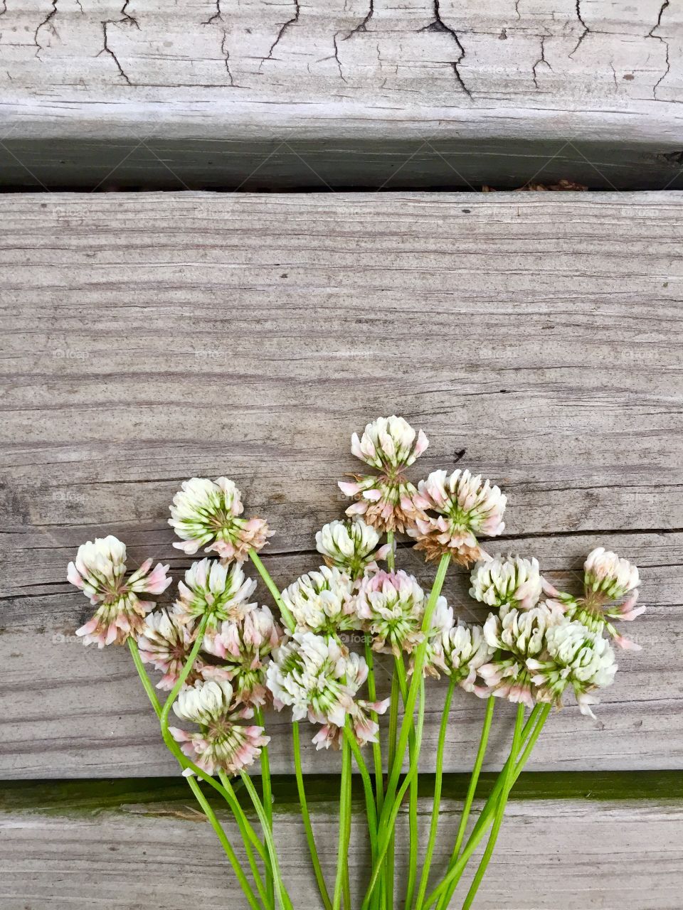Flat lay of white clover on a weathered wooden surface 