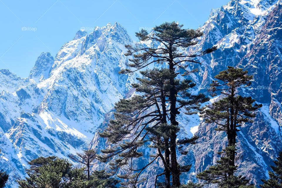Selective focus: Yumthang Valley or Valley of Flowers sanctuary, is a nature beauty on meadows species of the rhododendron, the state flower, surrounded by the Himalayan mountains, North Sikkim, India